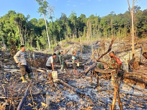 5 Kecamatan di Muba Terjadi Karhutla, Luas Lahan Terbakar 6 Hektare Lebih