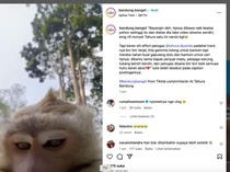 Viral Monyet Curi Ponsel Terus Nge-vlog di Tahura Djuanda