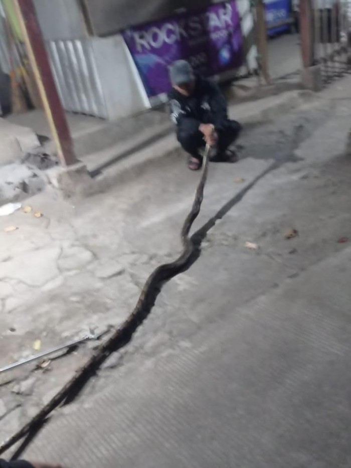 Warga di Sekaran, Gunungpati, Semarang, saat mengamankan seekor ular piton sepanjang 3,5 meter, Senin (21/7/2025) dini hari.