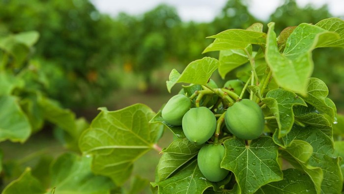 Physic nut, Purging nut or Barbadose nut (Jatropha curcas L.) agriculture farming, fruitage in the trees. Vegetable oil refining, vegetable oil fuel. Biofuel. Landscape farming.