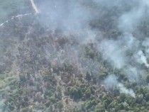 1.041 Hektare Lahan di Riau Terbakar Sejak Januari, Pelalawan Terluas