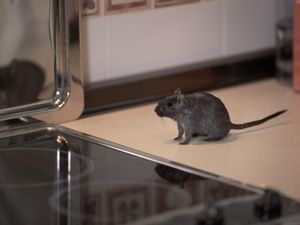 7 Cara Menghilangkan Bau Bangkai Tikus di Rumah, Dijamin Ampuh!