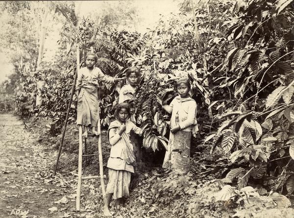 Kopi masa Hindia Belanda