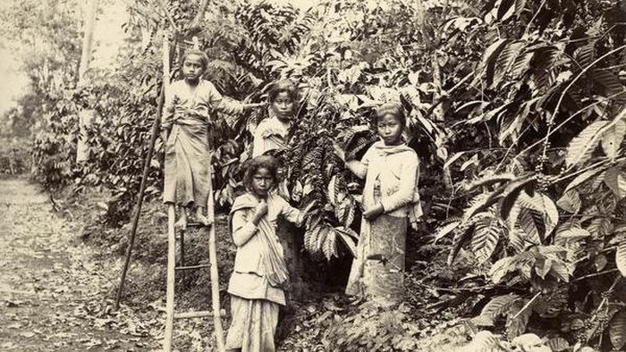 Kopi masa Hindia Belanda