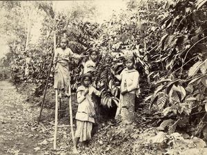 Perjalanan Kopi Kuningan ke Eropa, Berawal dari Tanam Paksa