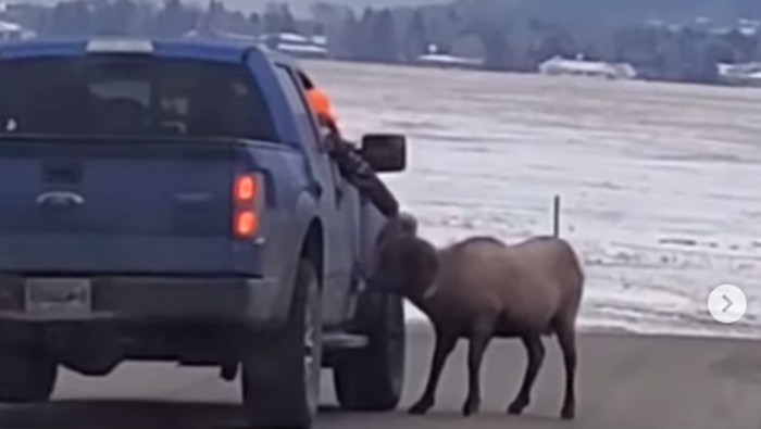 Pengunjung yang tidak taati aturan dilarang mendekati binatang di Tamana Nasional Yellowstone, Amerika Serikat