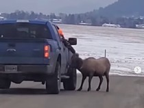 Taman Nasional Yellowstone Dipenuhi Turis yang Abai Keselamatan