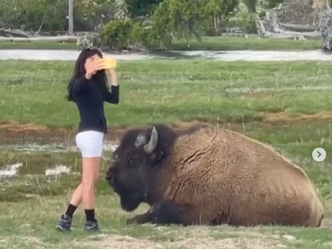 Pengunjung yang tidak taati aturan dilarang mendekati binatang di Tamana Nasional Yellowstone, Amerika Serikat