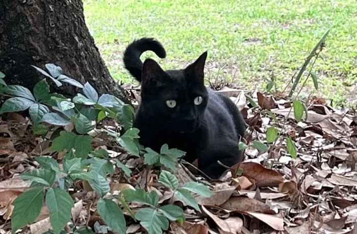 Pepper, kucing hitam penemu virus