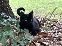 Ini Pepper, Kucing Garong Pintar Penemu Virus Baru