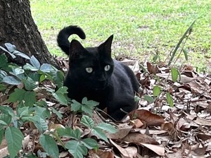 Kucing Garong Terpintar Sedunia, Bantu Ilmuwan Temukan Virus Baru