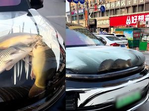 Pria Ini Dikecam Usai Taruh Ikan dan Kepiting Hidup di Kap Mobil