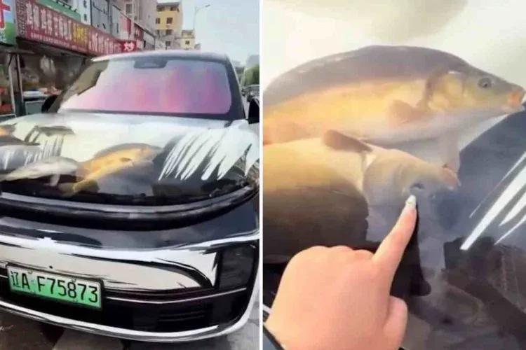 Pria Ini Dikecam Usai Taruh Ikan dan Kepiting Hidup di Kap Mobil