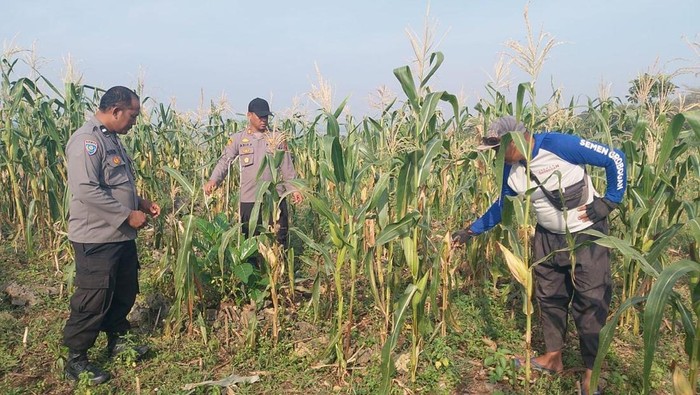 Petugas Polres Grobogan aktif membantu petani dukung swasembada pangan.
