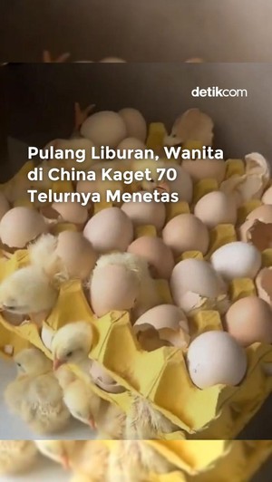 Video: Pulang Liburan, Wanita di China Kaget 70 Telur Ayamnya Menetas