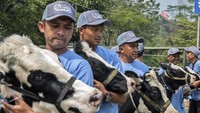 Di antara berbagai jenis ternak yang ditampilkan, sapi perah menjadi pusat perhatian. Postur gagah, tubuh bersih, dan produksi susu yang tinggi menjadi daya tarik utama penilaian dewan juri dan antusiasme pengunjung. ANTARA FOTO/Abdan Syakura