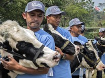 Sapi Perah Jadi Primadona di Kontes Peternakan Bandung Barat
