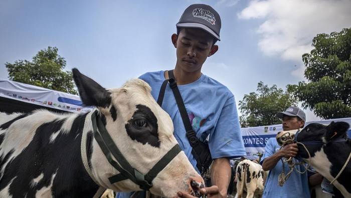 Sapi Perah Jadi Primadona di Kontes Peternakan Bandung Barat Peserta mengikuti kontes sapi perah saat Kontes & Ekspo Perikanan dan Peternakan di Padalarang, Kabupaten Bandung Barat, Jawa Barat, Rabu (23/7/2025). Kegiatan yang digelar oleh Dinas Perikanan dan Peternakan Kabupaten Bandung Barat tersebut diikuti oleh ratusan peternak yang bertujuan untuk memberikan edukasi kepada masyarakat yang hendak memulai bisnis ternak sekaligus mempromosikan komoditas hewan ternak unggulan dan meningkatkan ekonomi peternak. ANTARA FOTO/Abdan Syakura