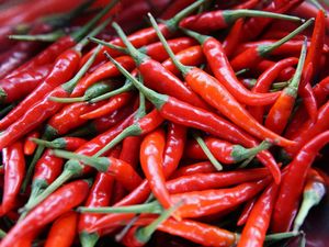 Harga Cabai Merah di Sumut Turun Drastis, Pakpak Bharat Rp 17 Ribu/Kg