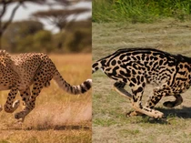 Daftar 10 Hewan Tercepat di Dunia, Ada yang Lebih Kencang dari Citah