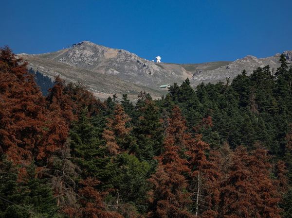 Hutan Fir di Yunani Terancam Punah Akibat Kekeringan dan Hama