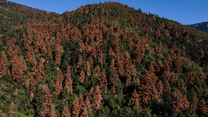 Pohon-pohon fir di Kalavryta, Yunani, mengering akibat kekeringan panjang. Kondisi ini membuatnya rentan terserang hama dan rusak secara ekologis.