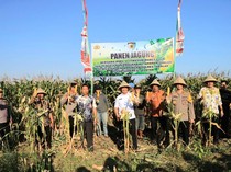 Irwil III Itwasum Polri Panen Jagung di Takalar, Dukung Ketahanan Pangan 2025