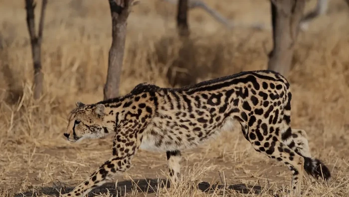Ada beberapa foto yang menunjukkan tampilan hewan bernama King Cheetah. Tak seperti cheetah biasa, tubuhnya memiliki fitur yang lebih unik dan nampak kekar.