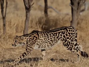 King Cheetah: Sungguhan Ada atau Hewan Mitologi?