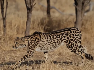 King Cheetah: Sungguhan Ada atau Hewan Mitologi?
