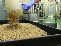 AS Bikin Pabrik untuk Kembangbiakkan Miliaran Lalat, Buat Apa?