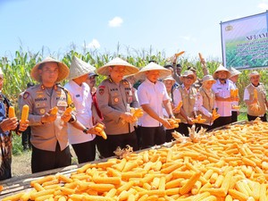 Itwasum Polri Kawal Panen 32 Ton Jagung di Maros