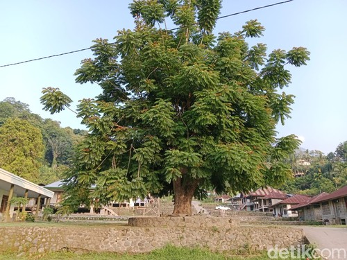 Peo tepat penyembelihan kerbau dalam tradisi Pebha Wake Waka di Nagekeo, NTT. (Dok Gabriel Lipu)