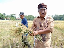 Cerita Petani Cirebon Raup Hasil Melimpah Berkat Metode Semi Organik