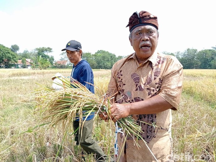 Petani di Kecamatan Talun, Kabupaten Cirebon, saat menunjukan hasil panen