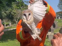 Saat Damkar Cianjur Evakuasi Burung Hantu Bernasib Tak Mujur