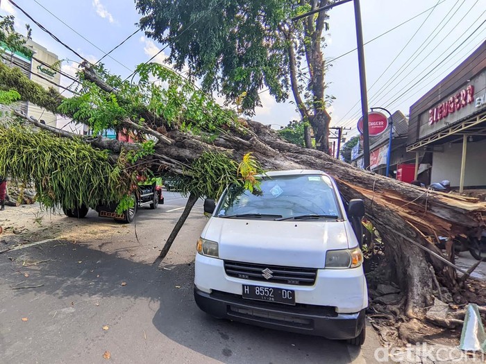Pohon tumbang menimpa mobil di Ngesrep Semarang, Kamis (24/7/2025).