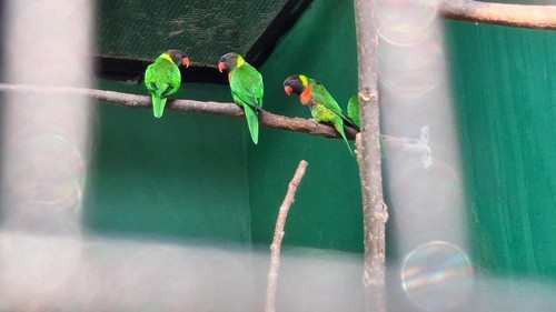 Potret Burung Perkici Dada Merah. (Dok Balai KSDA Bali)