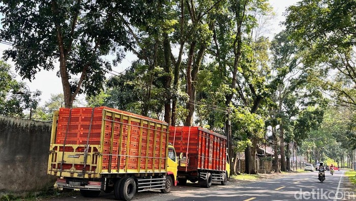 Truk pengangkut ayam terjebak di Jalur Gumitir