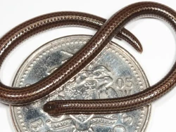 Ular Terkecil di Dunia Ditemukan Setelah 20 Tahun Hilang