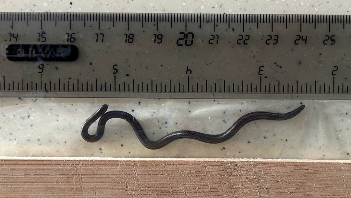 Lelik ukrainalik bokira qizlarni sikadi