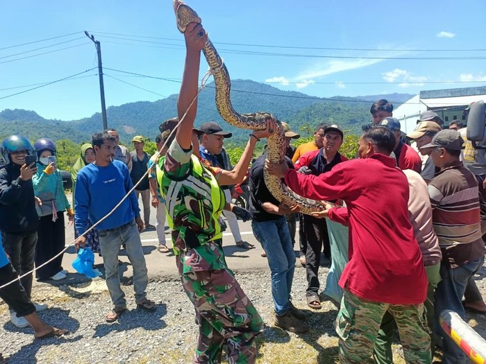 Ular yang ditemukan di selokan wilayah Aceh Besar