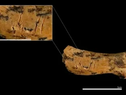 Tulang Leher Purba, Bukti Ngeri Manusia Kanibal Makan Balita