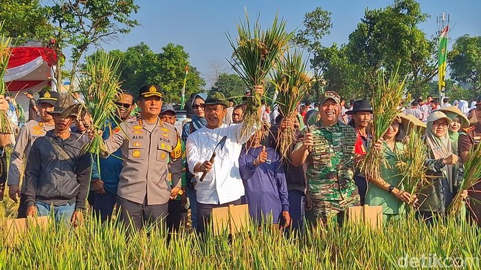 Bupati Bandung, Dadang Supriatna dan Dandim 0624 Kabupaten Bandung, Letkol Inf Tinton Amin Putra, saat memanen padi di area pesawahan, Desa Citeureup, Kecamatan Dayeuhkolot, Kabupaten Bandung, Jumat (25/7/2025).