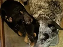 Tanpa Efek atau Editan, Foto Ini Bikin Kamu Melihat Dua Kali