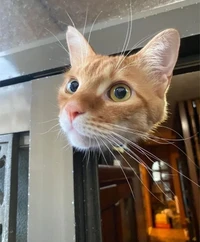 Foto Mengecoh Mata