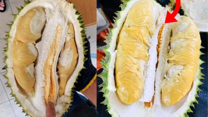 Tampilan buah Durian Musang Queen yang Tak Kalah Enak dari Musang King.