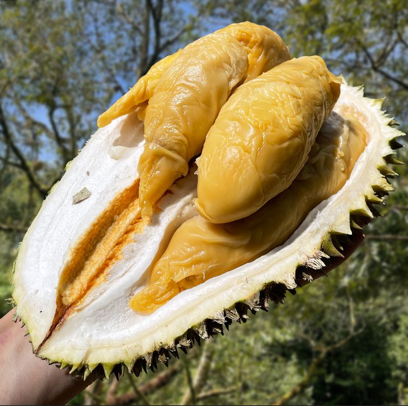 Tampilan buah Durian Musang Queen yang Tak Kalah Enak dari Musang King.