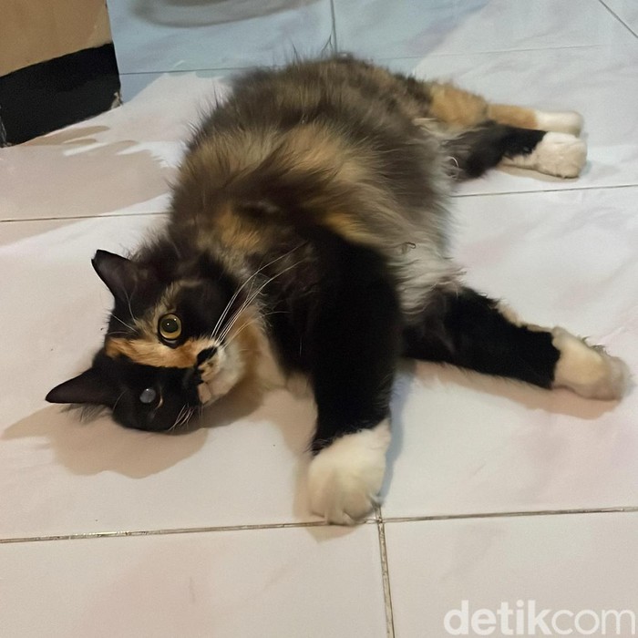 Kucing Belang Tiga