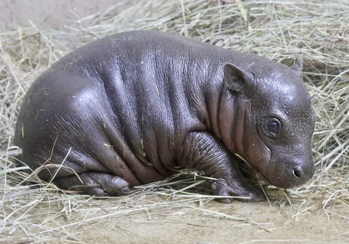 Mars kuda nil kerdil dari Tanganyika Wildlife Park
